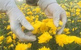 Làng Khương Hạ vào mùa hoa Tết